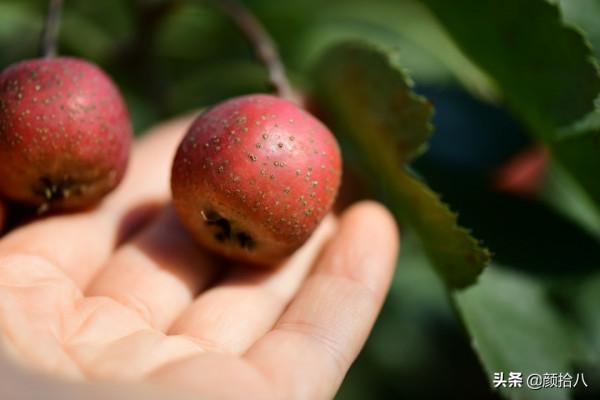 鳥兒們過冬必備 - 紅透整個冬日的迷你山楂果 |園丁