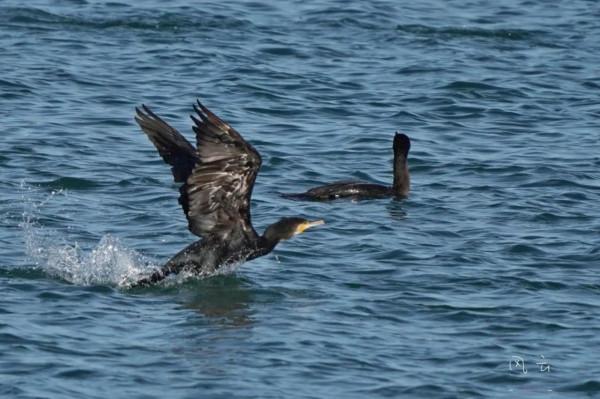 照片故事～阿爾沃河口溼地隨拍