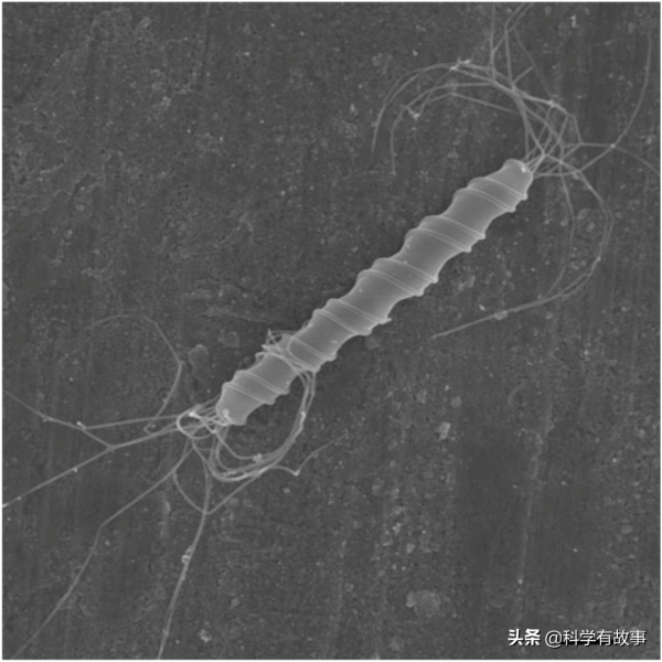 10億細菌一口悶：馬歇爾和幽門螺旋桿菌的不解之緣