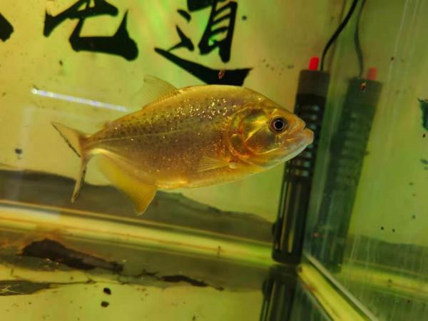 為什麼有些魚友的加熱管始終加不到預定溫度，會有哪些原因？