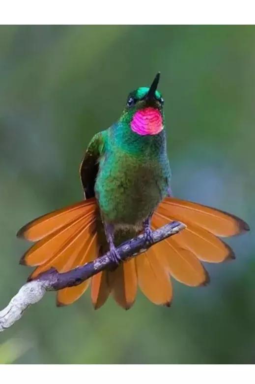 分享&mdash;&mdash;天生麗質的鳥兒