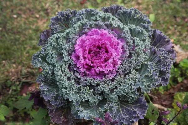 4步驟輕鬆栽種羽衣甘藍,見證它葉似“霓裳”,品味它爽口美味 4步驟輕鬆栽種羽衣甘藍,見證它葉似“霓裳”,品味它爽口美味