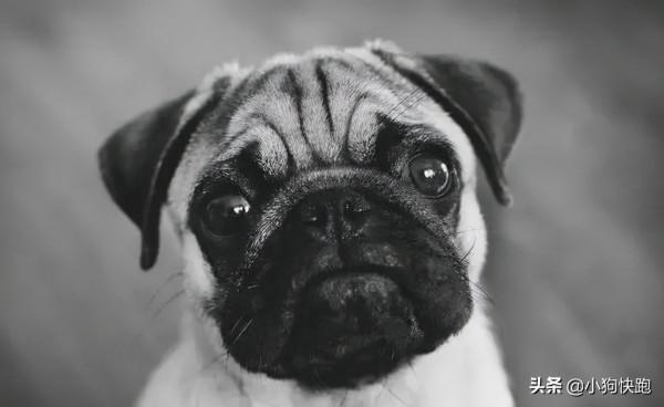 盤點最乖巧聽話的狗狗；快看看，你家的毛孩子上榜了嗎？