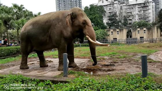 「重慶動物園」別樣風景哥倆好