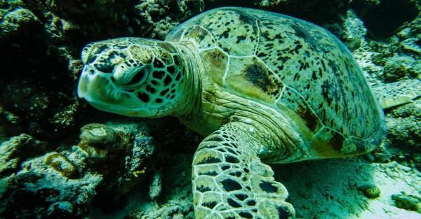 馬來西亞的巴沙島