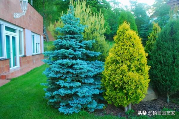 盤點15種適合庭院的彩葉植物，好看的庭院都需要一點不一樣的色彩