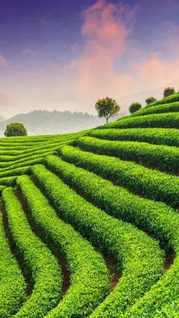 美麗的梯田 美麗的梯田