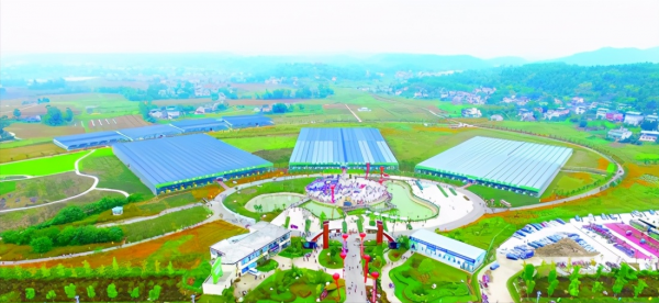 江蘇大叔三年虧損一千多萬，逆風翻盤種植杏鮑菇，一年賣2億元