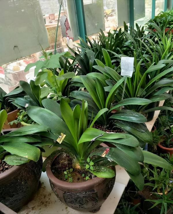 養好君子蘭,死記硬背“3要點”,秋天大爆發,花箭拔的多 養好君子蘭,死記硬背“3要點”,秋天大爆發,花箭拔的多