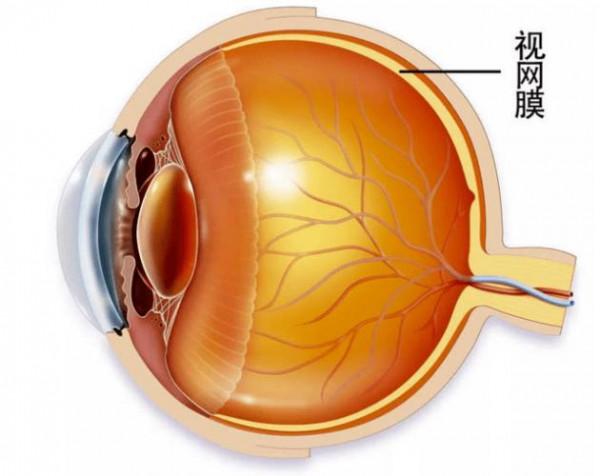 科學家：從你的眼睛裡，能預測出你早死的機率