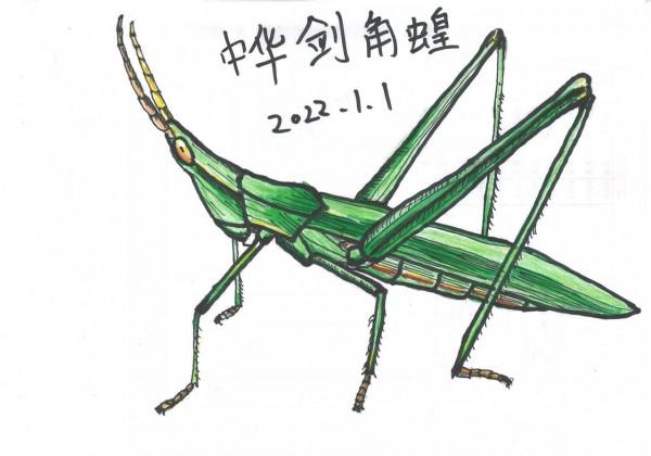 冬天見不到昆蟲，只能自己畫了