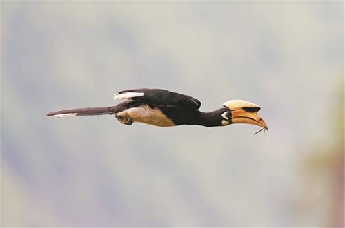 就在廣西崇左!我國首次記錄到冠斑犀鳥在崖壁上繁育 就在廣西崇左!我國首次記錄到冠斑犀鳥在崖壁上繁育