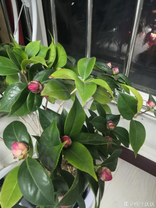 冬天養盆茶花，天一冷就開爆，紅紅火火花開富貴