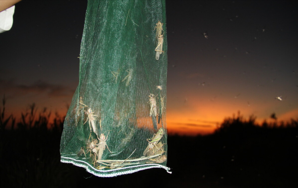 峽山水庫的困局：一年放魚4000萬尾，為何還是“治標不治本”？