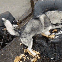 公認“無攻擊性”的3種狗,你最想養哪隻? 公認“無攻擊性”的3種狗,你最想養哪隻?