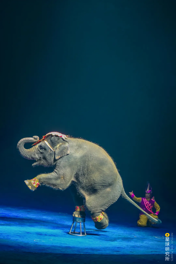 2021年度動物，是誰？