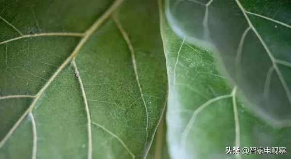 彩電市場量跌額漲背後：家庭顯示進入大屏時代