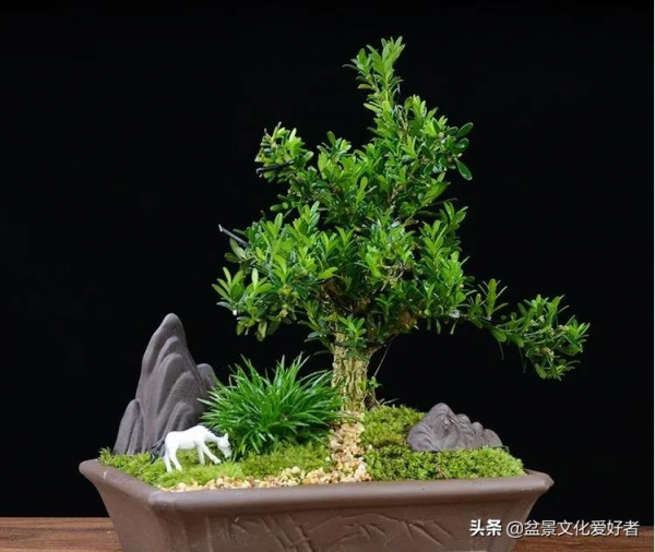 黃楊開花有“三不利” 黃楊開花有“三不利”