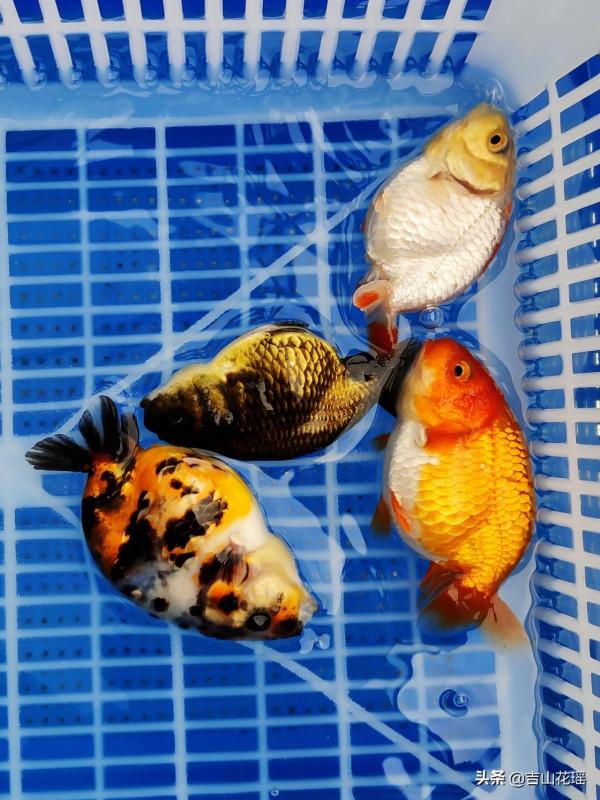 金魚品種蘭壽魚的飼養與繁殖探析 金魚品種蘭壽魚的飼養與繁殖探析