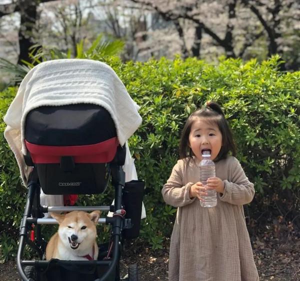 三胎家庭養了7年的柴犬：賣得了萌，帶得了娃，治癒又溫馨