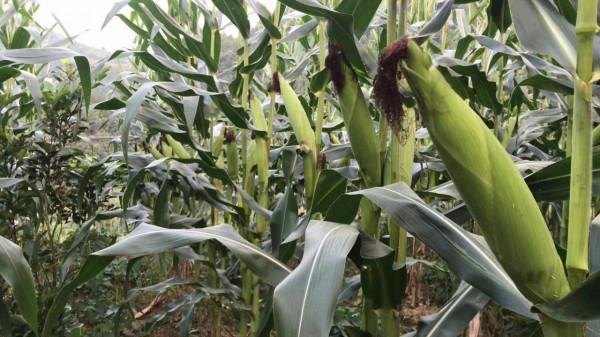 玉米丫子不掰還能增產？與“頂端優勢”有關係，掰與不掰看情況