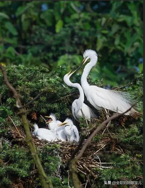 分享——比翼鳥