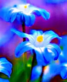 雪光花～早春開花，小巧別緻