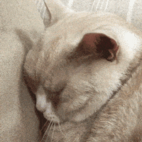 貓咪哪些行為告訴你它需要陪伴了? 貓咪哪些行為告訴你它需要陪伴了?