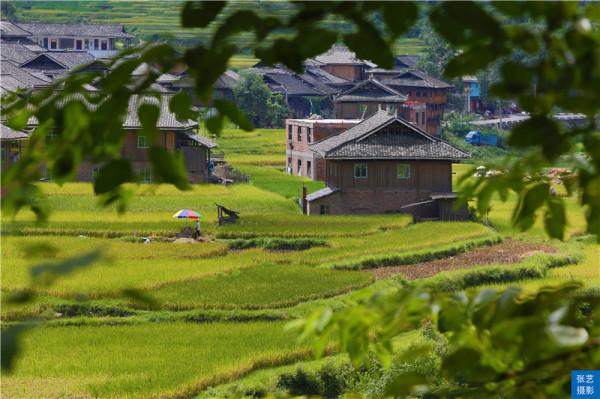 黔東南加榜梯田：《舌尖上的中國》拍攝地，每年的新米節熱鬧非凡