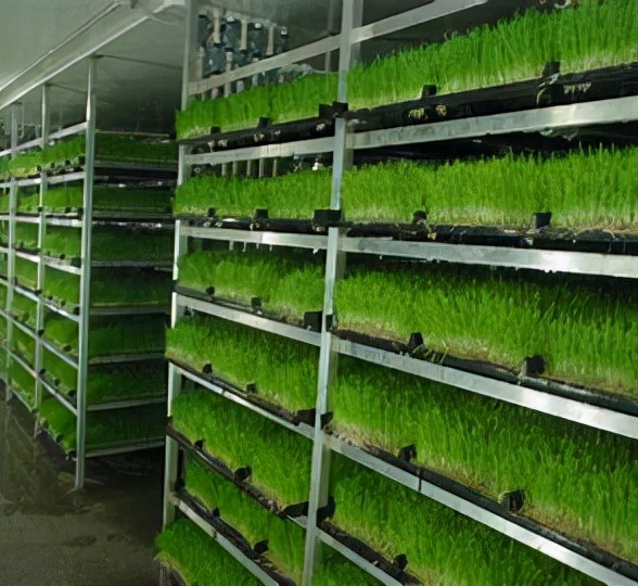 水培玉米苗飼養牛羊 水培玉米苗飼養牛羊