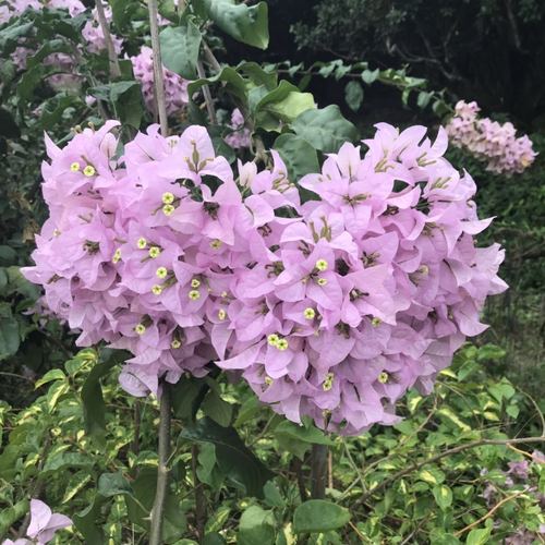 品種大全丨奼紫嫣紅的三角梅,驚豔你的可不是它的花…附品種介紹 品種大全丨奼紫嫣紅的三角梅,驚豔你的可不是它的花…附品種介紹