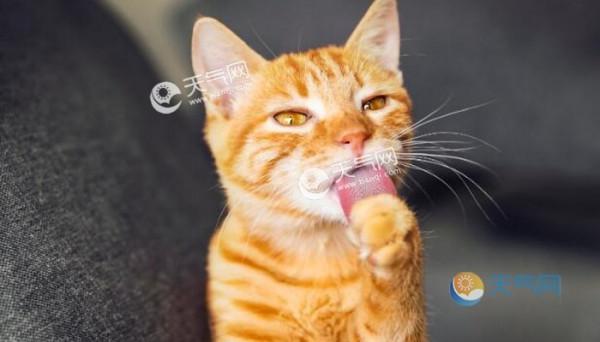 貓咪亂入課堂被老師當教具授課 小貓咪：天生我材必有用