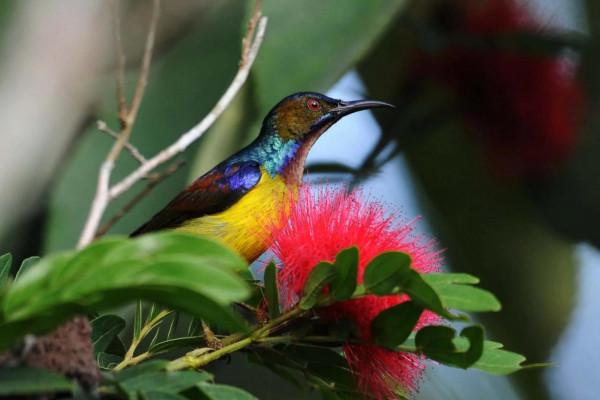 分享圖片,色彩斑斕,美麗無比的太陽鳥 分享圖片,色彩斑斕,美麗無比的太陽鳥