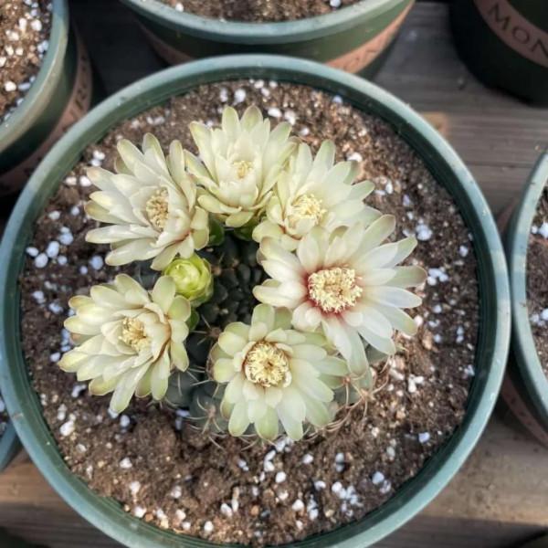 這5種花，“窮養”比“富養”更容易爆盆，別好心辦壞事