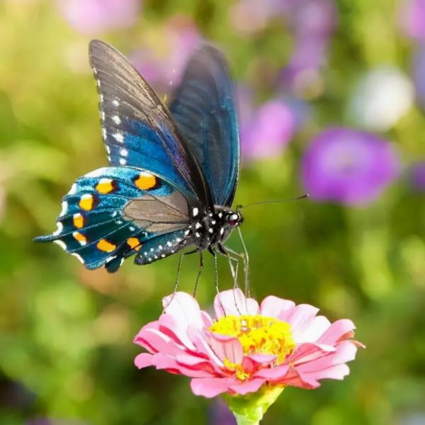 李復禎心意八卦連環掌格鬥秘訣 權成