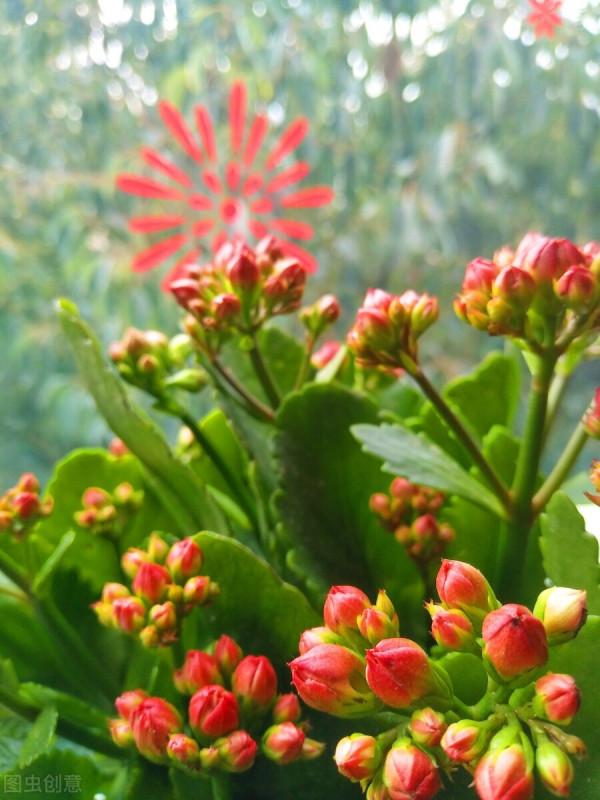 長壽花沒長花苞，能不能剪？別剪，放個“大招”就可以了