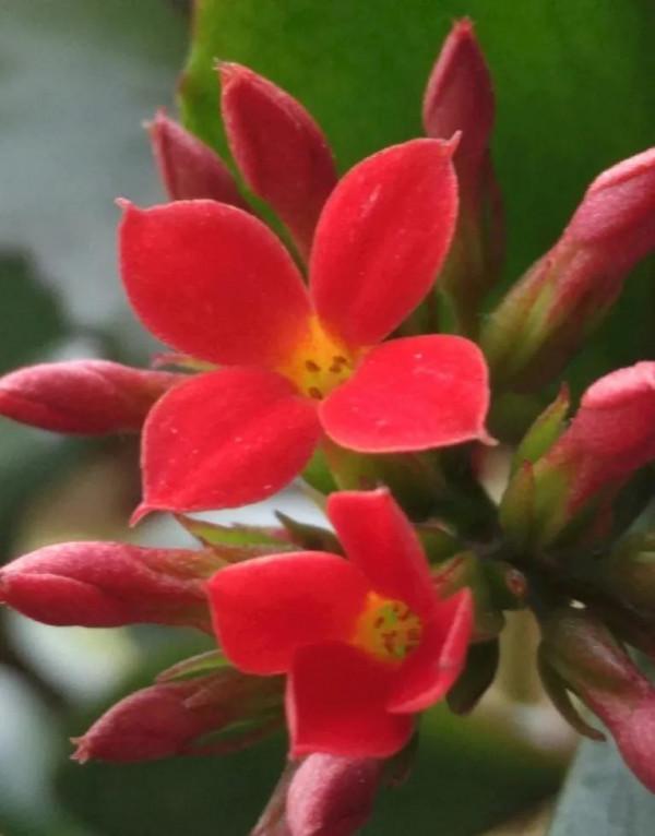 分享圖片&mdash;&mdash;長壽花寓意深遠