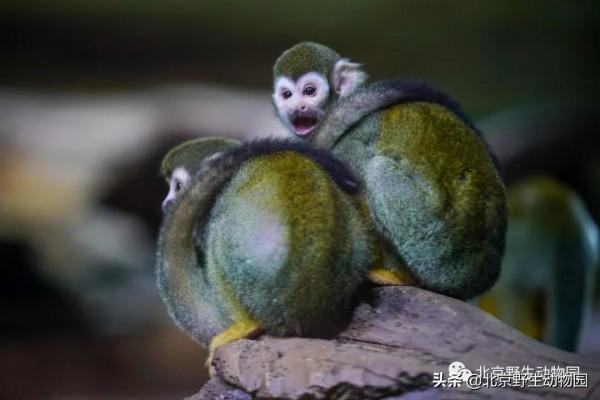 絕美的秋色，動物朋友們都陶醉了