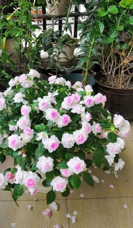 分享圖片，重瓣鳳仙花