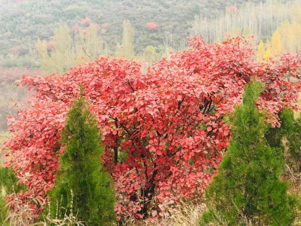 深秋登高望紅葉 深秋登高望紅葉
