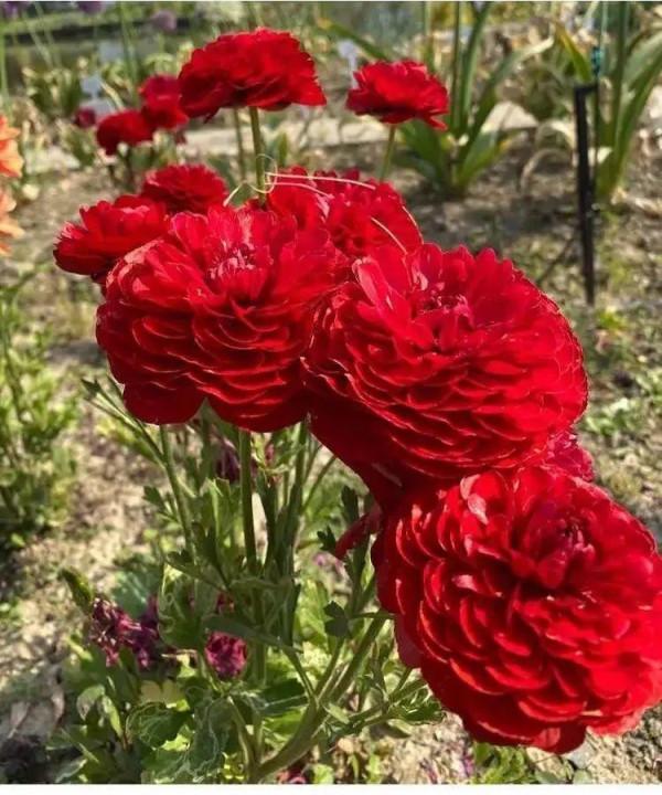 1種花名叫“花毛茛”,開花像是小蝴蝶,顏值超高 1種花名叫“花毛茛”,開花像是小蝴蝶,顏值超高