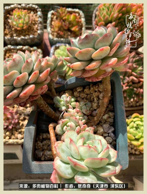 養多肉,累並快樂著!美好的事物,需要與大家分享 養多肉,累並快樂著!美好的事物,需要與大家分享