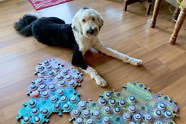 狗到底有多聰明?平均能聽懂89個單詞,相當於18個月大嬰兒 狗到底有多聰明?平均能聽懂89個單詞,相當於18個月大嬰兒