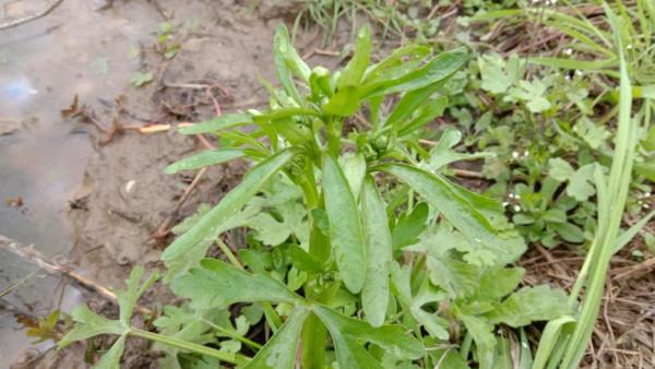 你說它長得像芹菜嗎，龍芮能吃嗎？把它搗爛敷消腫止痛