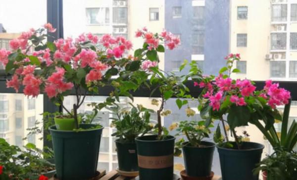 秋季要給花換盆？做好6個關鍵操作，澆水多點也不容易爛根