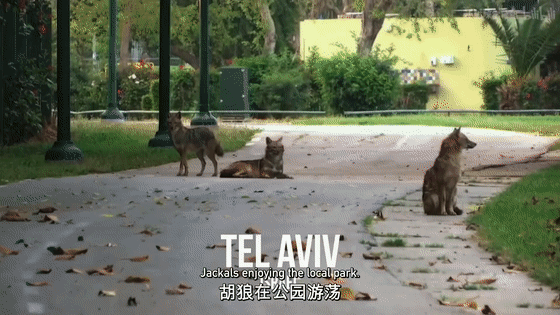 16部超讚自然紀錄片，讓孩子足不出戶看到地球的“真實面目”！