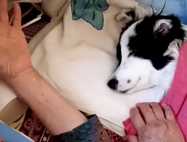 山東一奶奶強行讓狗狗睡覺，狗子無奈嘆氣，反被奶奶聽到“訓斥”