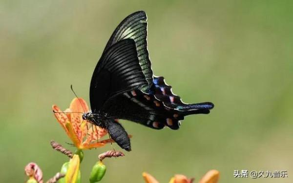 世界上最美麗的蝴蝶