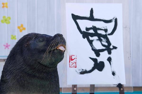 日本海獅叼筆書寫漢字“寅”迎接中國農曆虎年