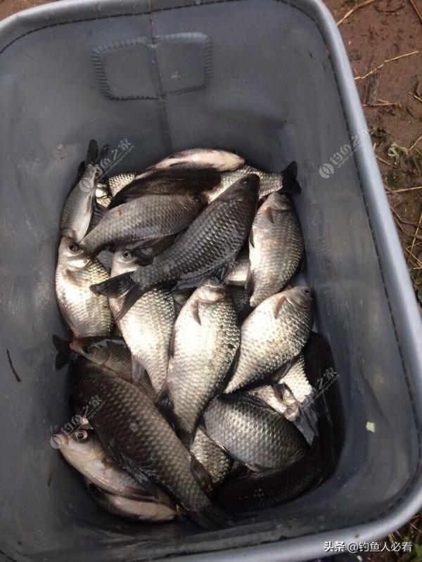 冬天釣鯽魚的技巧分享